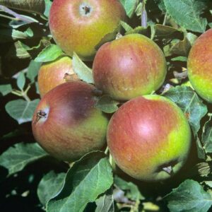 Apfel 'Alkmene'